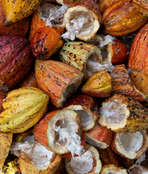 Les bienfaits du beurre de cacao pour les lèvres - Carmex