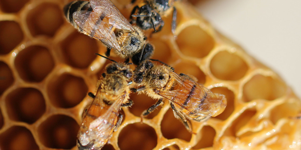 La cire d'abeille, quels bienfaits dans les baumes à lèvres ? - Carmex