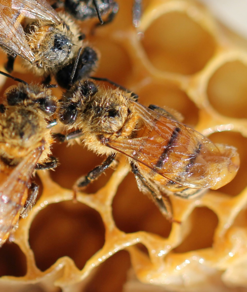 La cire d’abeille, quels bienfaits dans les baumes à lèvres ?